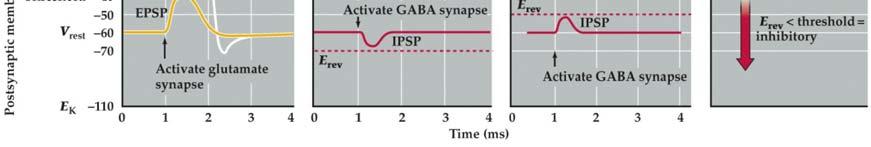 21) EPSP; depolarizing IPSP; hyperpolarizing IPSP; depolarizing E Cl = -70 mv E Cl = -50 mv Activation of an ionotropic receptor tend to bring the postsynaptic potential towards the