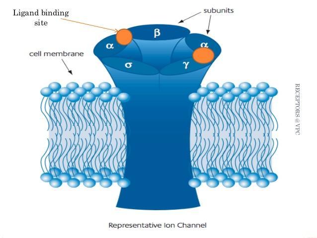 ION CHANNELS: general concepts Channels differ with respect to the ion they let pass (Na +, K +, Ca ++, Cl ).