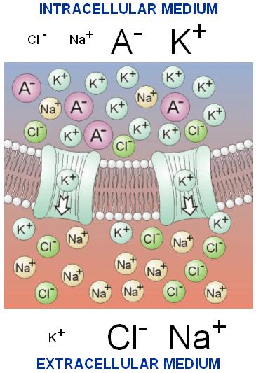 ION CHANNELS: physiological effects GATING THE FLOW OF IONS ACROSS THE CELL MEMBRANE MODIFIES THE MEMBRANE POTENTIAL AND THE CELL PHYSIOLOGICAL STATE Intracellular compartment Membrane potential is
