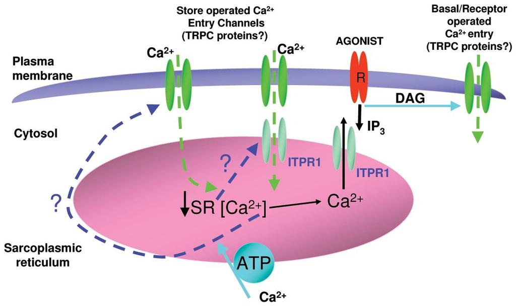 CALCIUM INTRACELLULAR RECYCLING MECHANISMS Store-operated Ca ++ Channels (SOCC) SOCC can be activated by any procedure that empties the stores Receptor-operated Ca ++ Channels (ROC) nach R NMDA R,