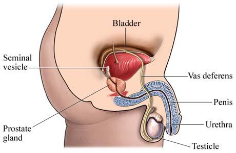 What is Prostate?