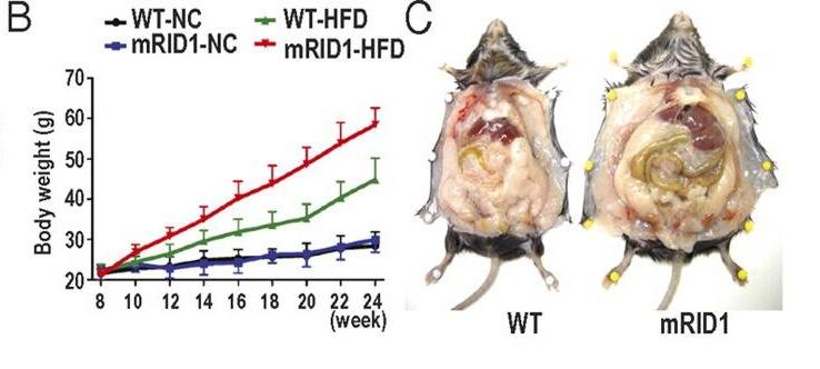 High-Fat Diet Induced Severe Obesity in SMRTmRID1 Mice SMRT = silencing mediator of retinoid and thyroid hormone receptors; WT