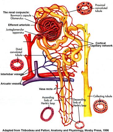 Parenchymal or intrinsic causes 3 Major kidney compartments : Glomeruli Tubules Blood vessels Damage