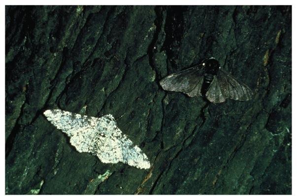 1848: melanic moth discovered 1950: 90% of