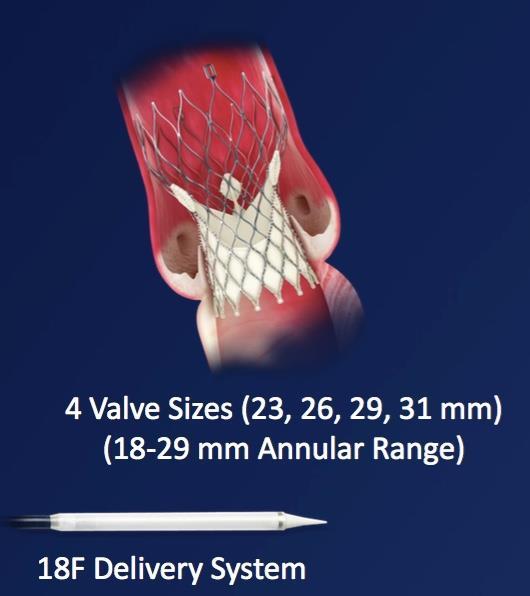 TAVR- Building a Body of Evidence- CoreValve Pivotal CoreValve was primarily a European Valve with CE Mark.