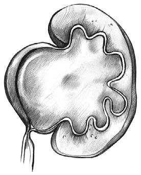 The baby s kidneys begin to produce urine at about 10 to 12 weeks after conception. However, the mother s placenta continues to do most of the work until the last few weeks of the pregnancy.