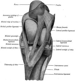 ANATOMY THE STIFLE IS THE REGION INCLUDING THE FEMOROTIBIAL