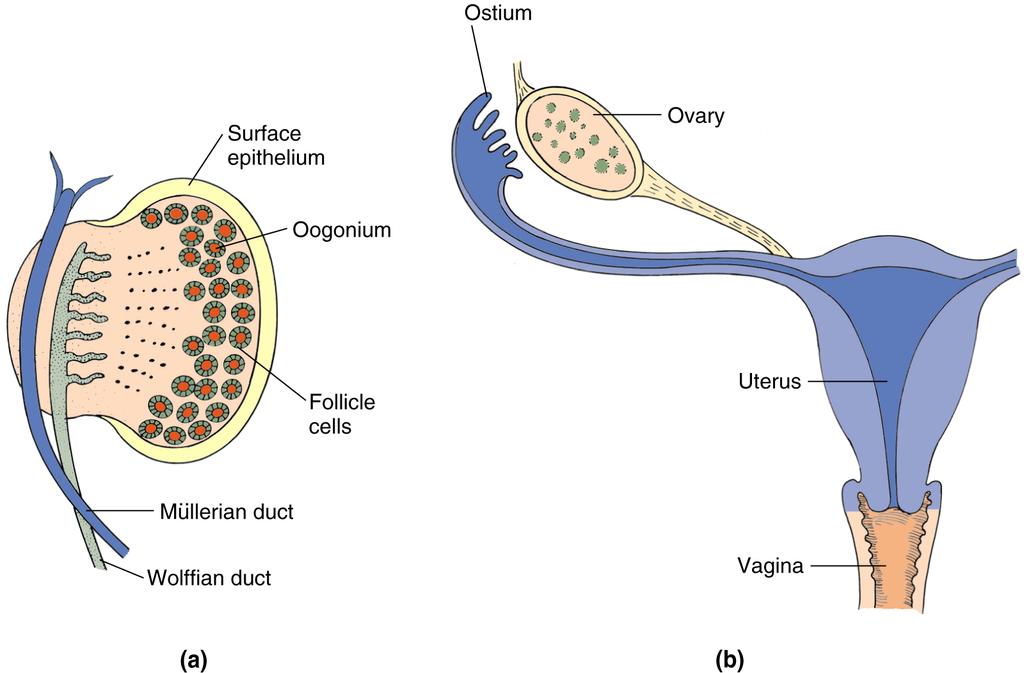 Genital duct development in the human female (a) Fourth month of gestation. Both Müllerian and Wolffian ducts are in place.
