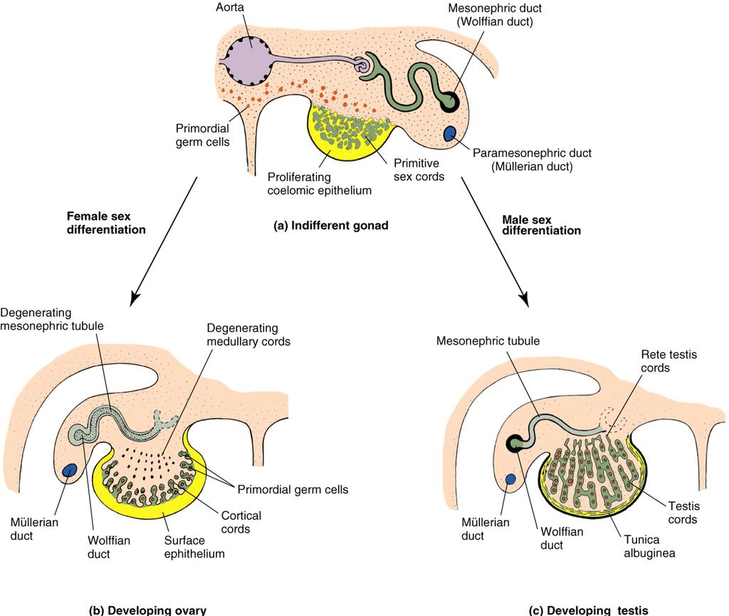 Primary sex differentiation in the human embryo All diagrams show transverse sections. (a) Indifferent gonad during 6th week of gestation.