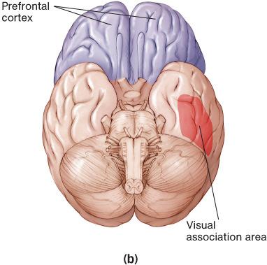 information from the environment) are inactive the amygdala, hippocampus and other visual