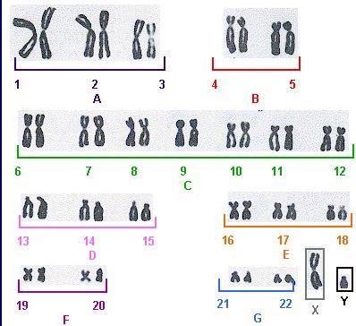 A. Chromosomal Mutations Change in