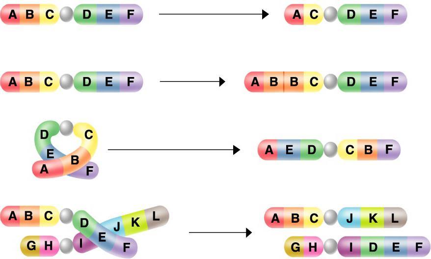 Types of Chromosomal Mutations 1. Deletion A portion of a chromosome is taken away form a chromosome 2.