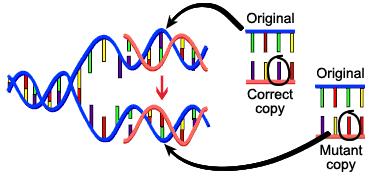 DNA fails to copy accurately http://www.brainpop.