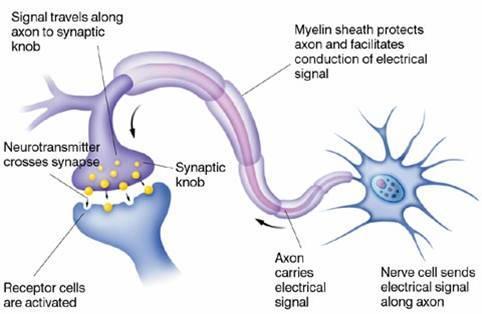 III. Physiology of a Neuron A. The pathway that carries a message from the brain to the toe is not the same pathway that carries a message from the toe to the brain. B.