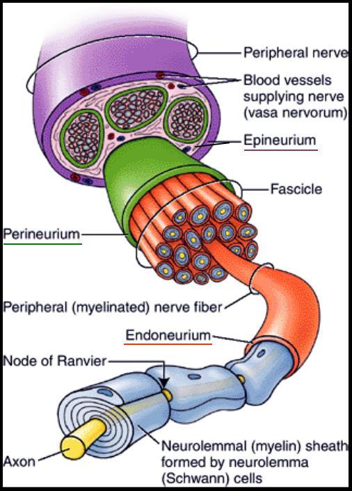 Diagram of a Nerve