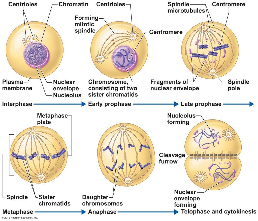 Life Cycle of Cell Interphase Metabolic phase Cell