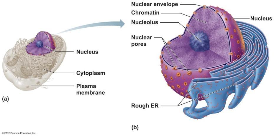 Nucleus Nuclear Envelope