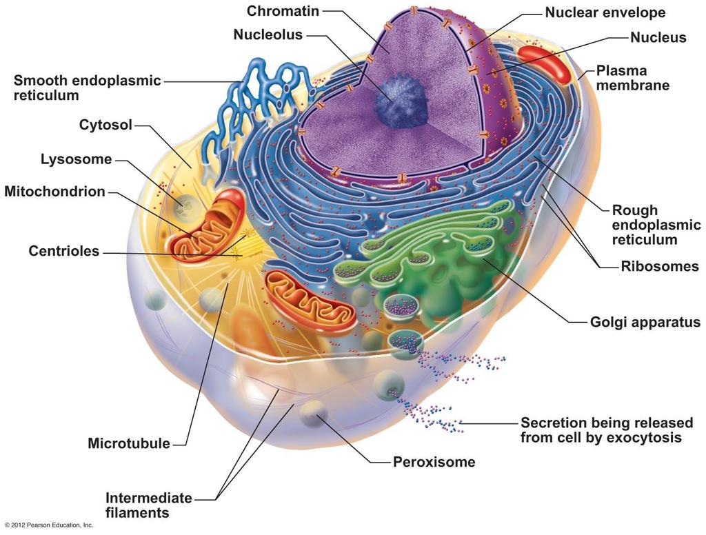 Cytoplasm Cytosol
