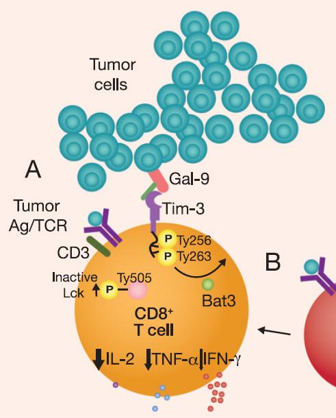 TIM-3 is a Key Immune Checkpoint and a Next Generation Cancer Immunotherapy Target TIM-3 biology has been Implicated in T