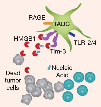 Cells TIM-3 is expressed on macrophages and can also influence MDSC activity in TME* Dendritic Cells Regulatory T Cells