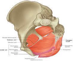 Pelvic floor and sexual function Pelvic floor physical therapy is a necessary tool in a more comprehensive