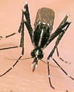 Zika Virus Flavivirus Similar to yellow fever, dengue, West Nile and Japanese