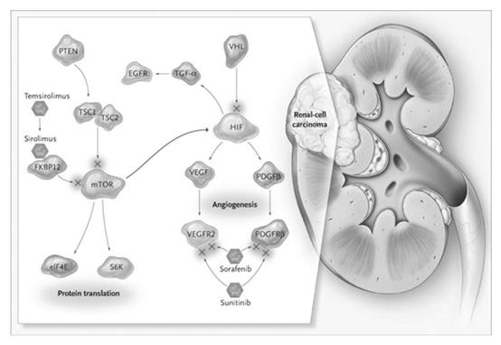 Molecular Pathways and Targeted Therapies in Renal-Cell Carcinoma Environmental factors 1 (hypoxia, ph) Growth factors, hormones 1 (EGF, bfgf, PDGF, IGF-1, IL-1, IL-6, estrogen) VEGF: A Key Mediator