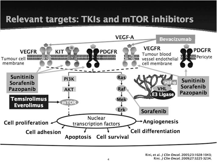 Targets and Inhibitors Signal Transduction Inhibitors Sorafenib (BAY 43-9006)-TARGET Trial Phase II trial in RCC demonstrated 40% RR (> 25% reduction in mass size) & 30% stable disease 400 mg PO BID