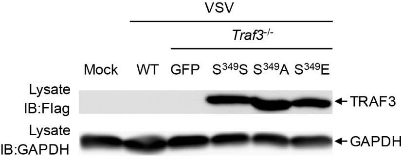 Supplementary Figure 5 CK1 -mediated phosphorylation of TRAF3 is required for antiviral responses.