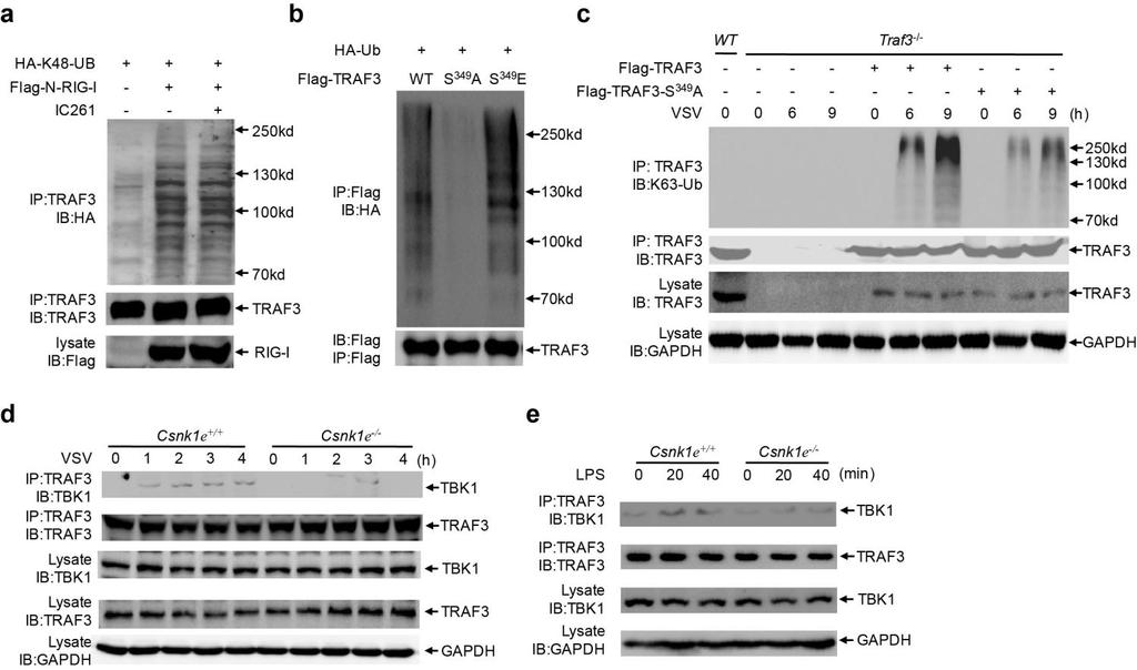 Supplementary Figure 6 Phosphorylation of TRAF3 promotes its ubiquitination.
