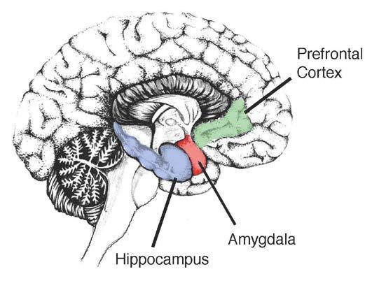 Stress and the Brain Hippocampus regulates memory and enables use to convert new information into long-term storage Shrinks under extended periods of stress.