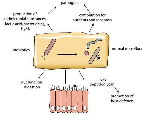 WGO Global Guideline Probiotics and prebiotics 9 Fig. 2 Mechanisms of interaction between microbiota and probiotics with the host.