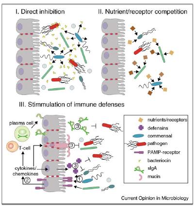 Function of GI Microbiota Immune Barrier fortification tight junction regulation Immune system development Metabolic Synthesize vitamins Ferment non-digestible