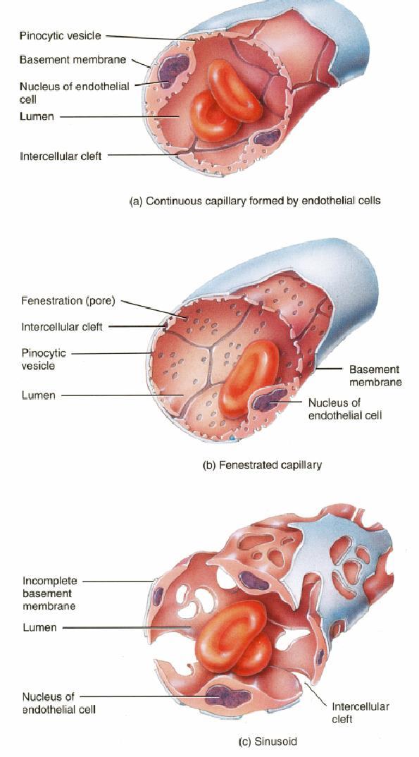 Glomeruli Sinusoidal Liver, Spleen & Bone Marrow Diameter
