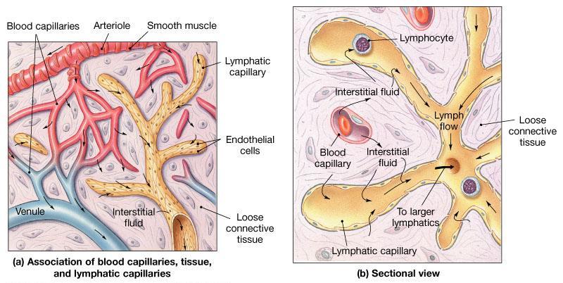 Metarteriole, Capillary Network & Arterio-Venous