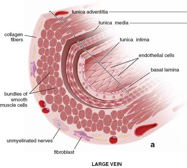 Media Less Smooth Muscle