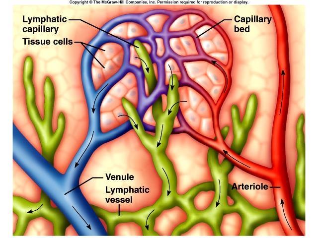 Lymphatic System Return Tissue Fluid to Blood Dead End Capillary Endothelium Non-Continuous BL Medium lymph Vessels