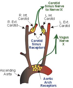 Sensory Organs Carotid Body Chemoreceptor Type I Cells (Receptor) Dopamine Serotonin Adrenalin Type