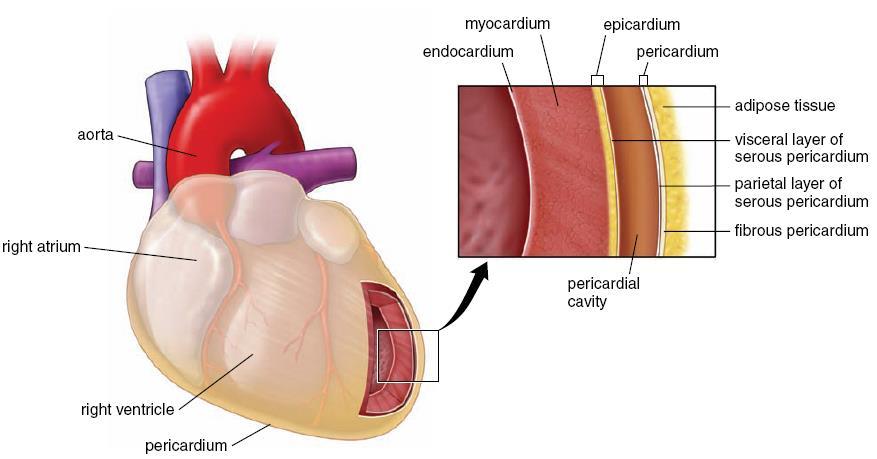 Heart Function Blood Pump ANF Producing Structure Endocardium