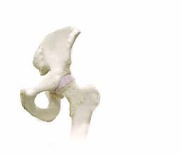 BASIC ANATOMY OF THE HIP AND PELVIS PELVIS ACETABULUM (SOCKET) HEAD NECK FEMUR The hip joint forms where the top of the femur (thigh bone) meets the socket of the pelvic bone.