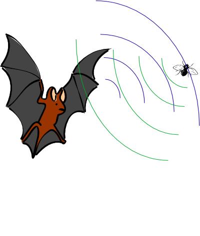 What is it like to be a Bat?