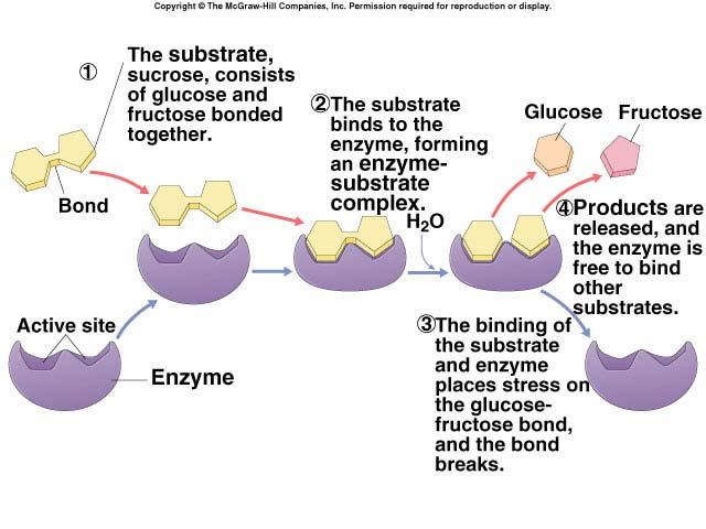 Enzymes & substrates substrate reactant which binds to enzyme