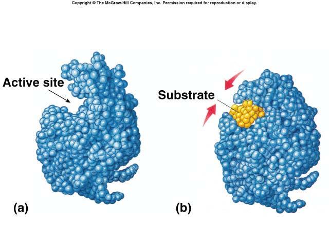 Induced fit model More accurate model of enzyme action 3-D structure of enzyme fits substrate as substrate binds,