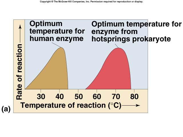 Enzymes and temperature Different