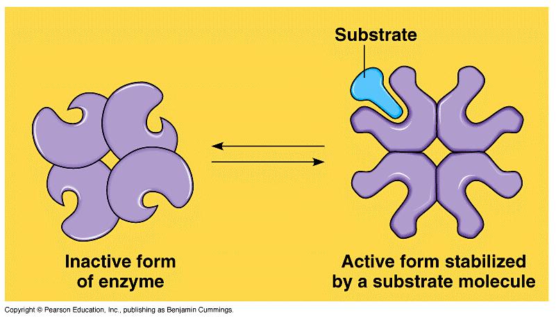 Cooperativity Substrate acts as an activator substrate causes conformational change in enzyme induced fit favors binding of substrate at 2 nd