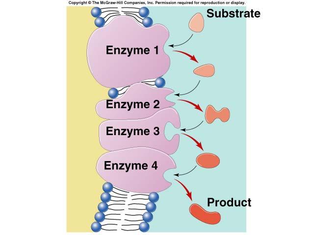 Metabolic pathways A B C D E F G enzyme 1 enzyme 2 enzyme enzyme enzyme Chemical reactions of life are organized