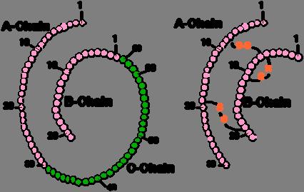 25. Which of the following motifs are responsible for creating stable dimers? A. Coiled-coil motif 26. What type of secondary structure does usually form transmembrane segments of the protein? A. Alpha helix 27.
