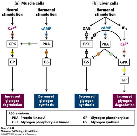 50. Which of the following is a second messenger involved in response to adrenaline in muscle cells? (see Fig on the right) A. camp Ca2+ comes through channels 51.