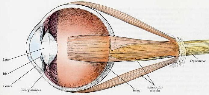 The eyeball Non-retinal parts important to keep a clear, focused image on both retinas 3 pairs of extra-ocular muscles Cornea and lens How do we focus?