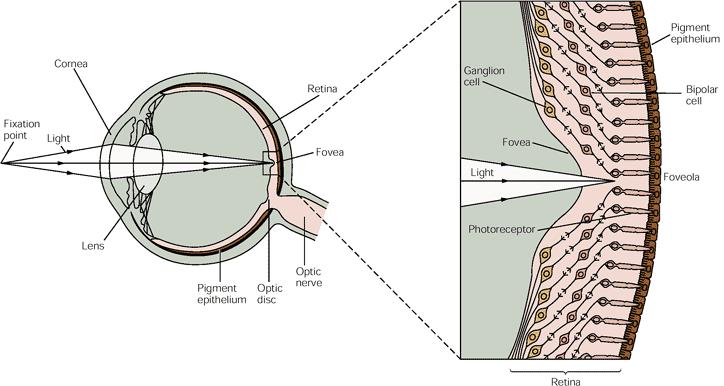 The retina FOVEA - pit Retina contains the photoreceptors rods and cones Photoreceptors at the back light passes through other layers (unmyelinated),